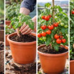 plantartomatesencasa